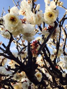 2月16日 京都 着物レンタル 夢京都 高台寺店