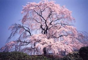 3月28日 京都 着物レンタル 夢京都 高台寺店