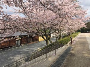 4月14日 京都 着物レンタル 夢京都 高台寺店