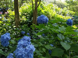 6月 21日 京都 着物レンタル 夢京都高台寺