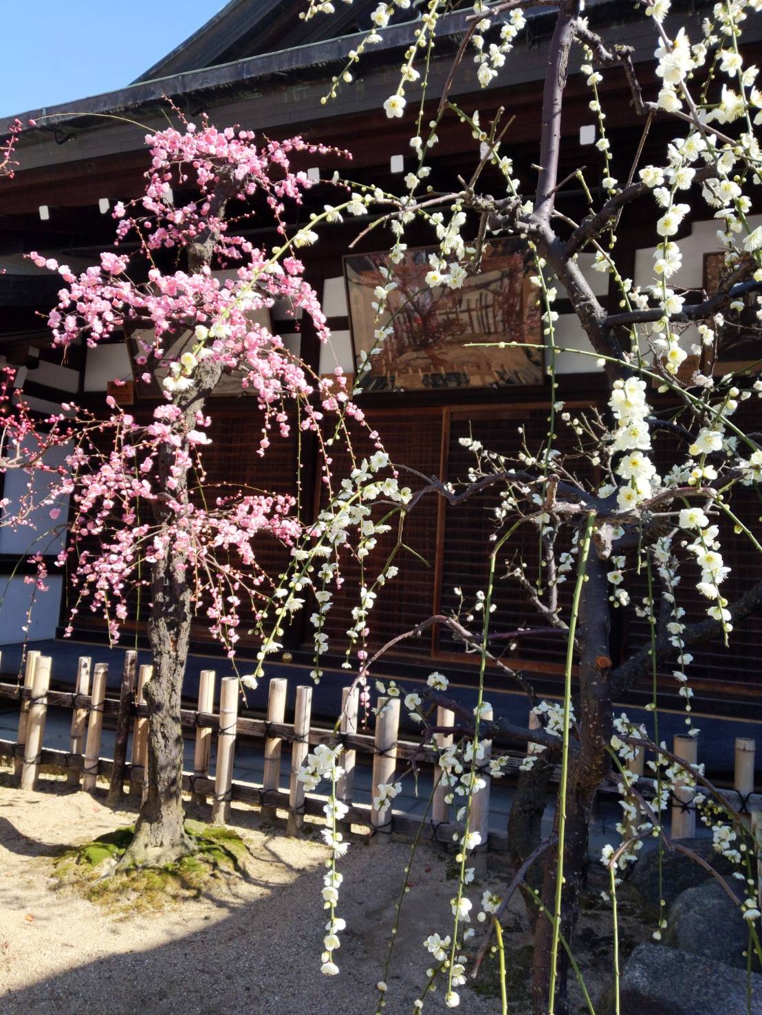 2月 12日 京都 着物レンタル 夢京都高台寺