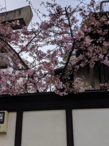 2月 24日 京都 着物レンタル 夢京都高台寺