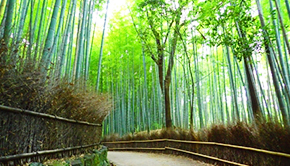 Those who also want to sightsee in Arashiyama or Fushimi Inari!